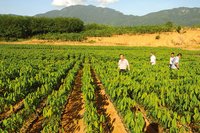 海南省首次发布林木种苗地方标准